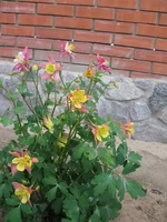 IMG_3533.webp