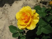IMG_3539.webp