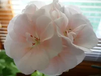 Liberty Light Rose 024.webp