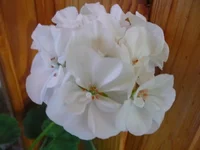  пеларгония 091.webp