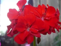  пеларгония 004.webp