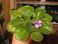 IMG_8921 (Копировать).webp