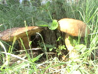 DSC01029.JPG