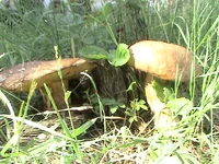 DSC01029.webp