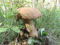 DSC01036.webp