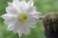 IMGP4577.webp
