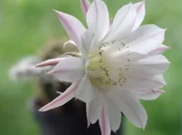 IMGP4596.webp
