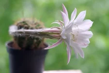 IMGP4597.webp
