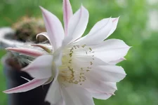 IMGP4612.webp