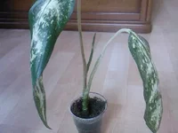 SP_A0971.jpg