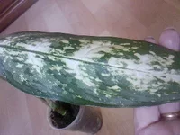SP_A0972.jpg