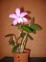 IMG_0691.webp