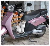 DSC_7077.webp