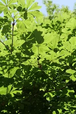 IMG_0024s.webp