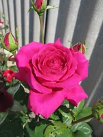 IMG_3551.webp