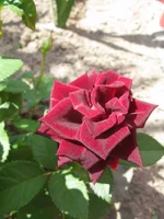 IMG_3553.webp
