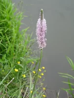  186.webp