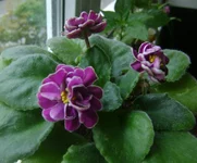 -Магия Любви (1).webp