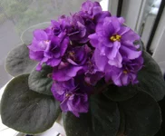 -Плюшевый Медвежонок (3).webp