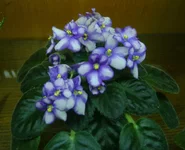 Von's Baby Jay (10).webp