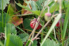 IMGP5243.webp
