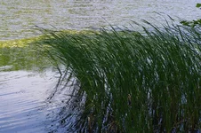 IMGP5255.webp