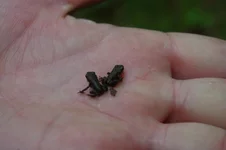 IMGP5272.webp