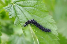 IMGP5285.webp