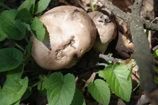 IMGP5380.webp
