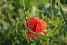 IMGP5465.webp
