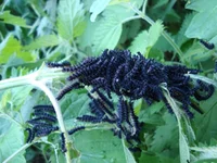 DSC03201.jpg