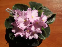 Bubble Gum Charm.webp