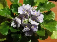 Optimara Ever Grace.webp