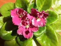 Optimara Millenia.webp