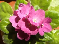 Valeska Rosarot.webp