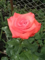 .webp