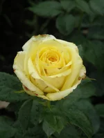 .webp