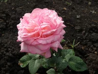  Пис.webp
