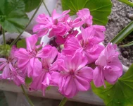  розовая 1.webp