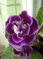 .webp