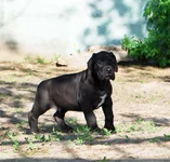 Mal_45dney_f1.webp
