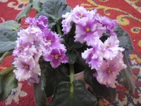 IMG_0007.webp