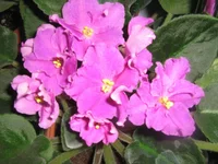 .webp