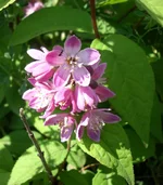 .webp