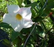 .webp