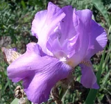 .webp