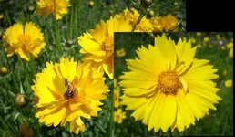  махровый и простой.webp