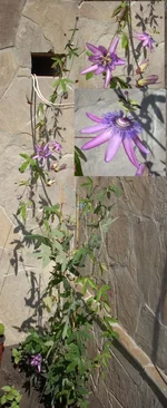 .webp
