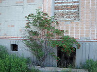 DSC03284.jpg