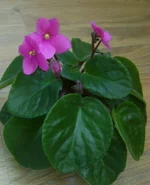 _малиновая (1).webp